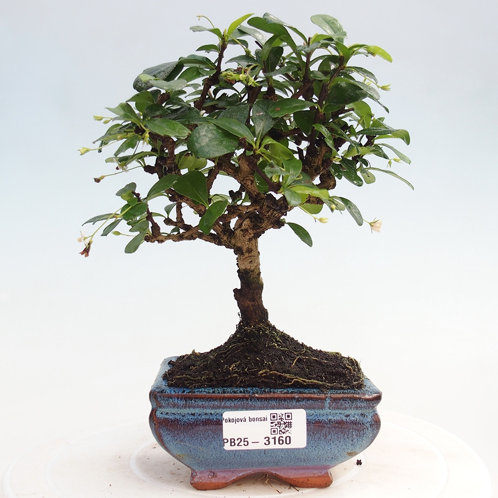 Bonsai wewnętrzne - Carmona makrophylla - Herbata Fuki