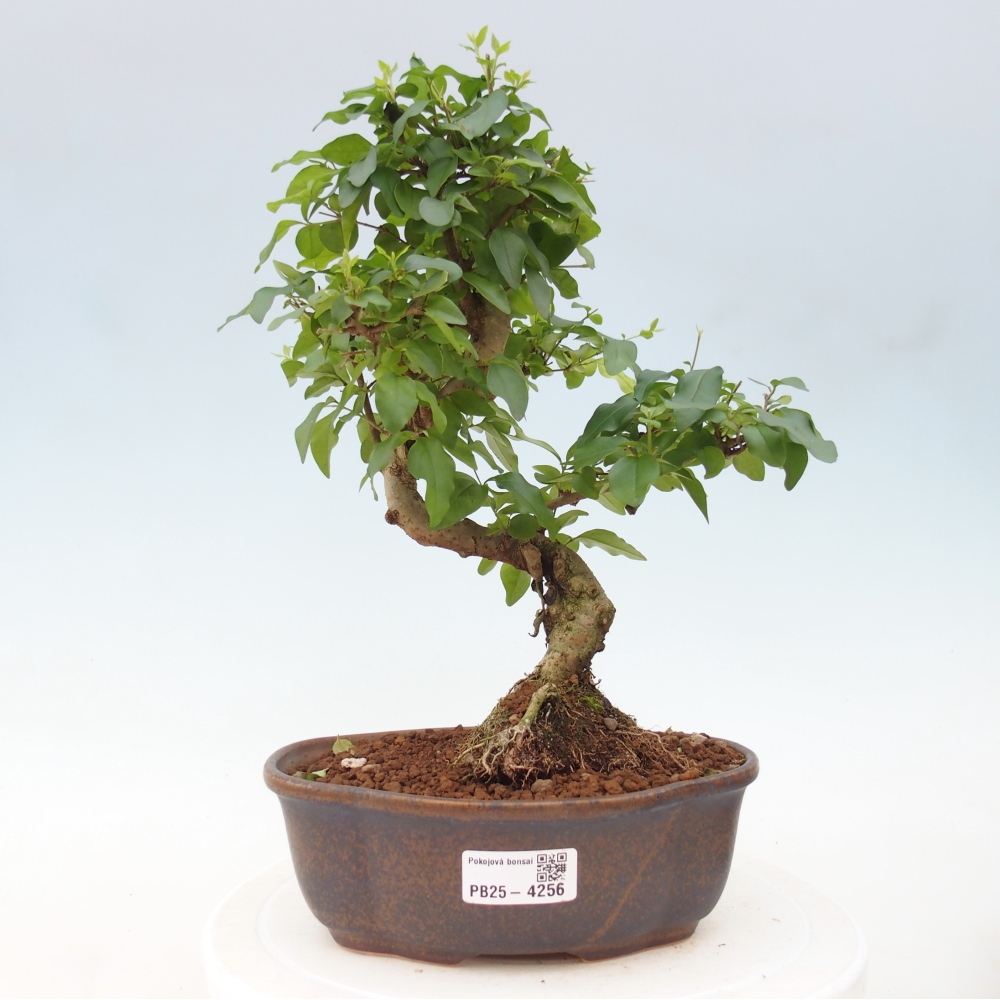 Pokój bonsai - Ligustrum chinensis - Dziób ptaka
