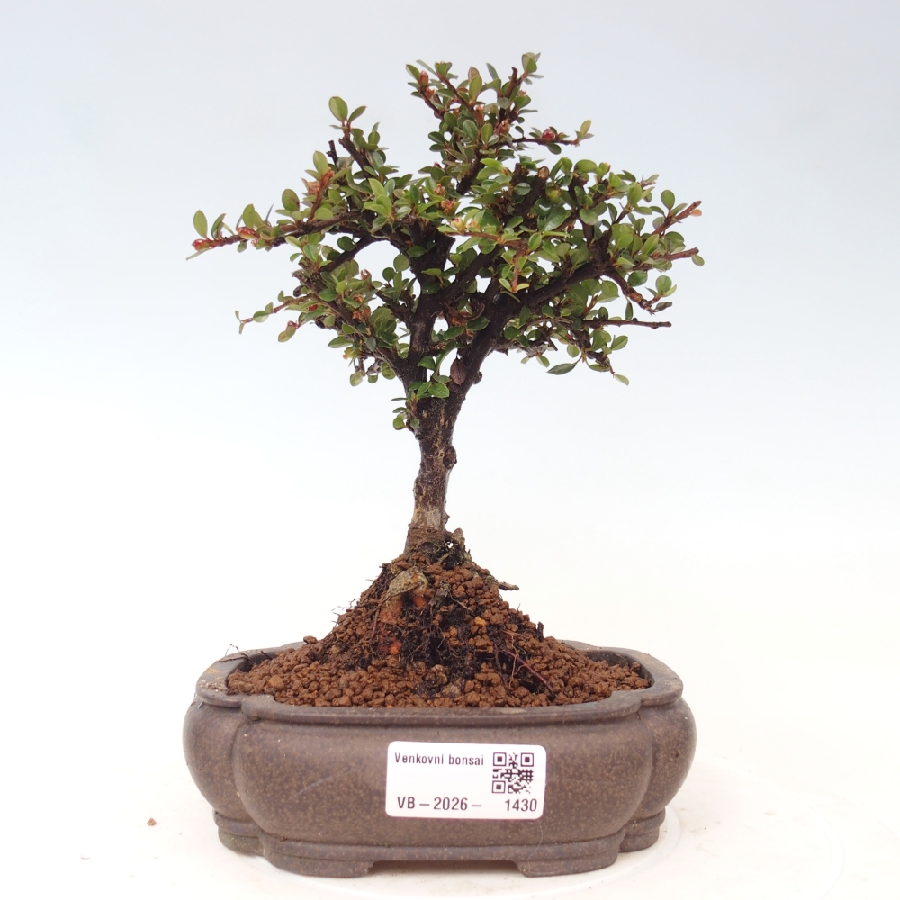 Outdoor bonsai - irga pozioma - Rocky Mountain