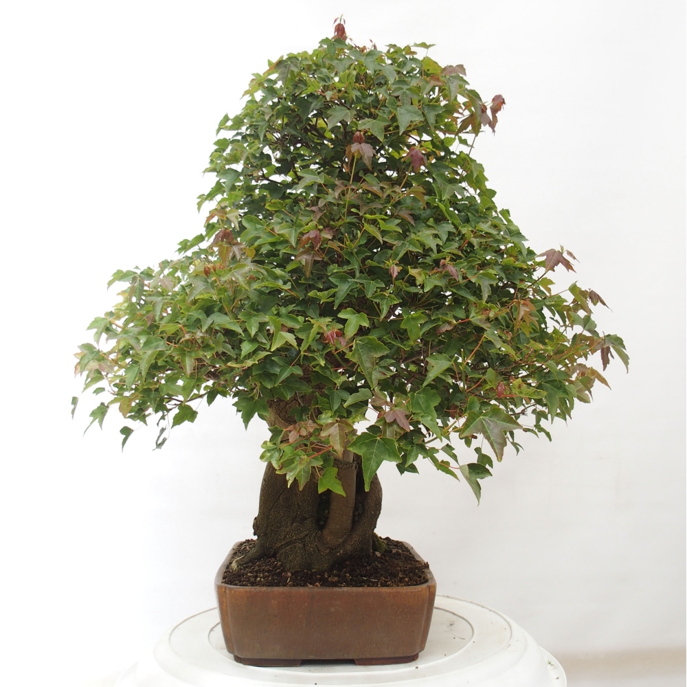 Outdoor bonsai - Maple Buergerianum - Burger Maple