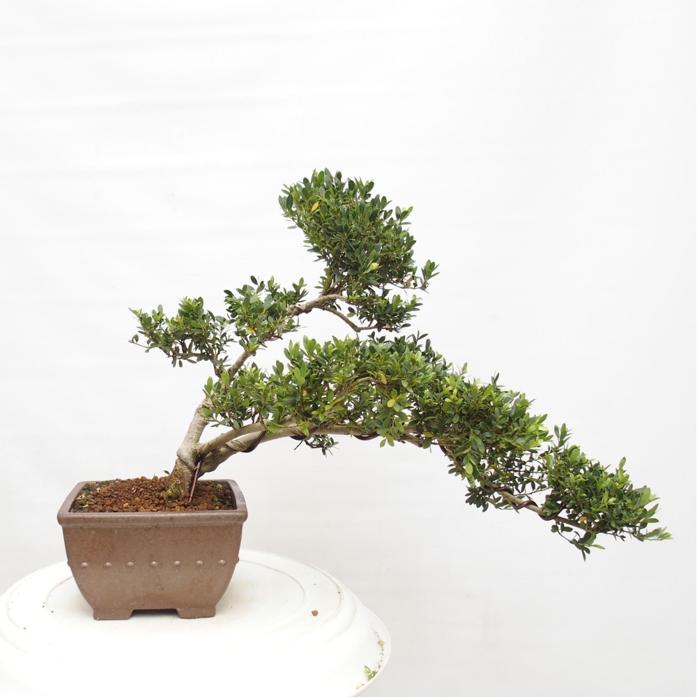 Kryty bonsai - Ilex crenata - Holly