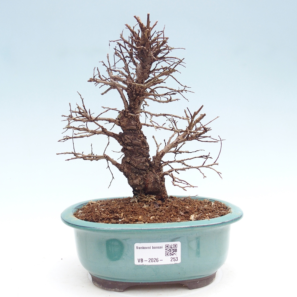 Bonsai zewnętrzne - Zelkova - Zelkova NIRE