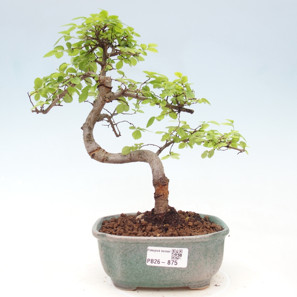 Pokój bonsai - Ulmus parvifolia - Wiąz drobnolistny