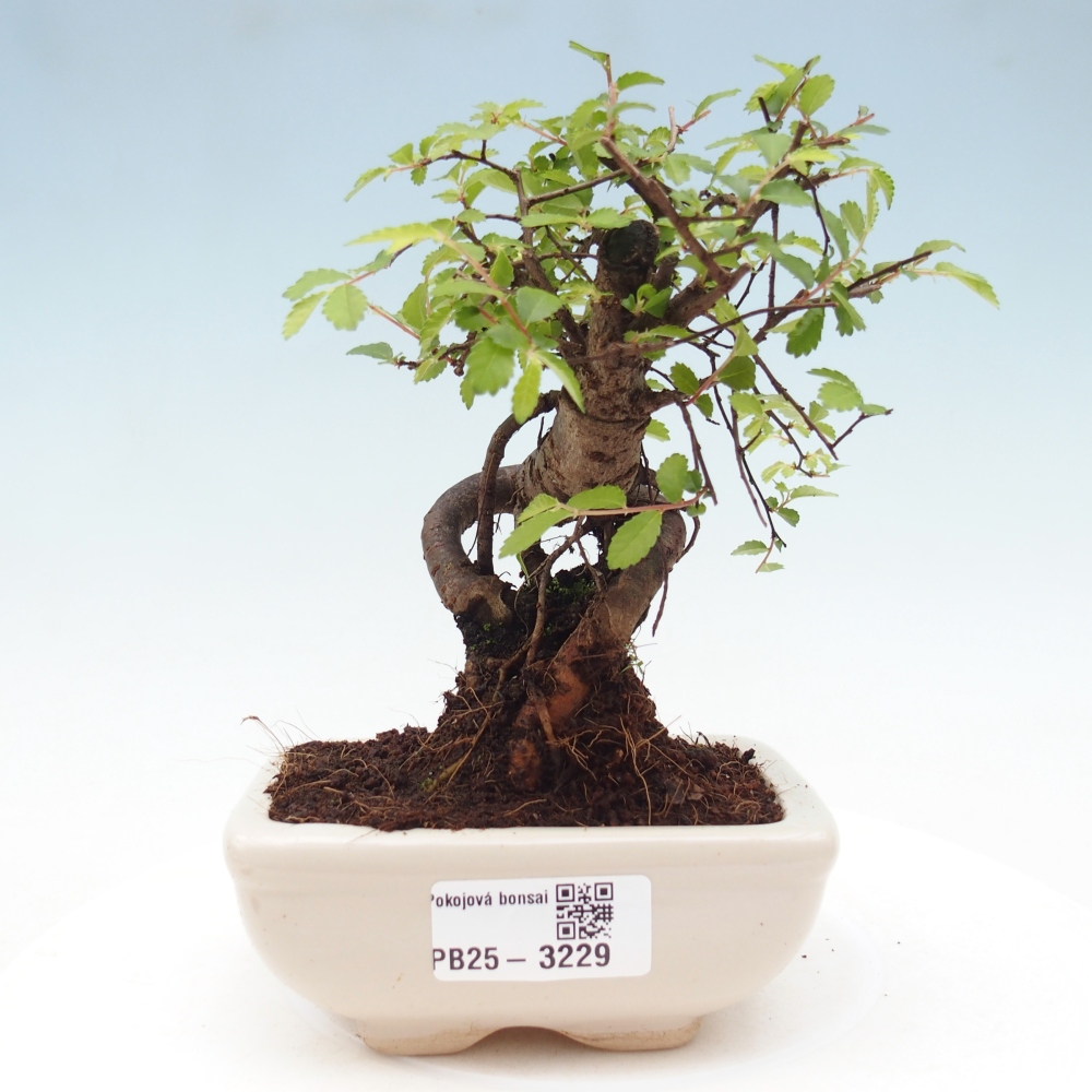 Pokój bonsai - Ulmus parvifolia - Wiąz drobnolistny