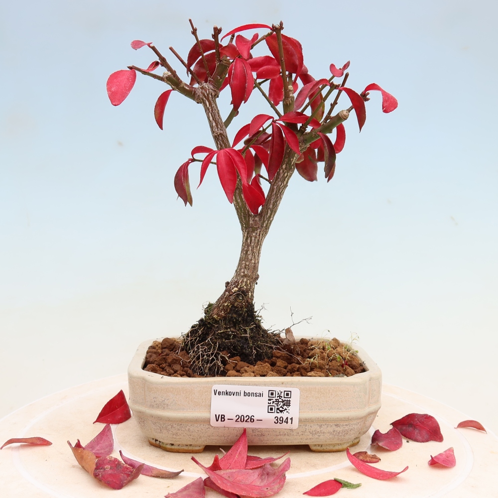Bonsai ogrodowe – Euonymus alatus comactus – skrzydlaty