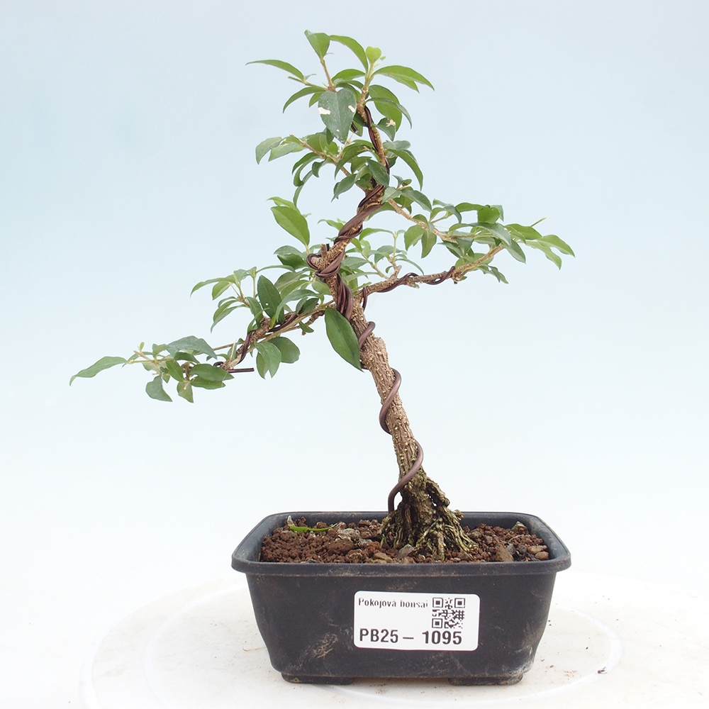 Bonsai pokojowe - Malpighia coccigera - Wiśnia Barbdorska