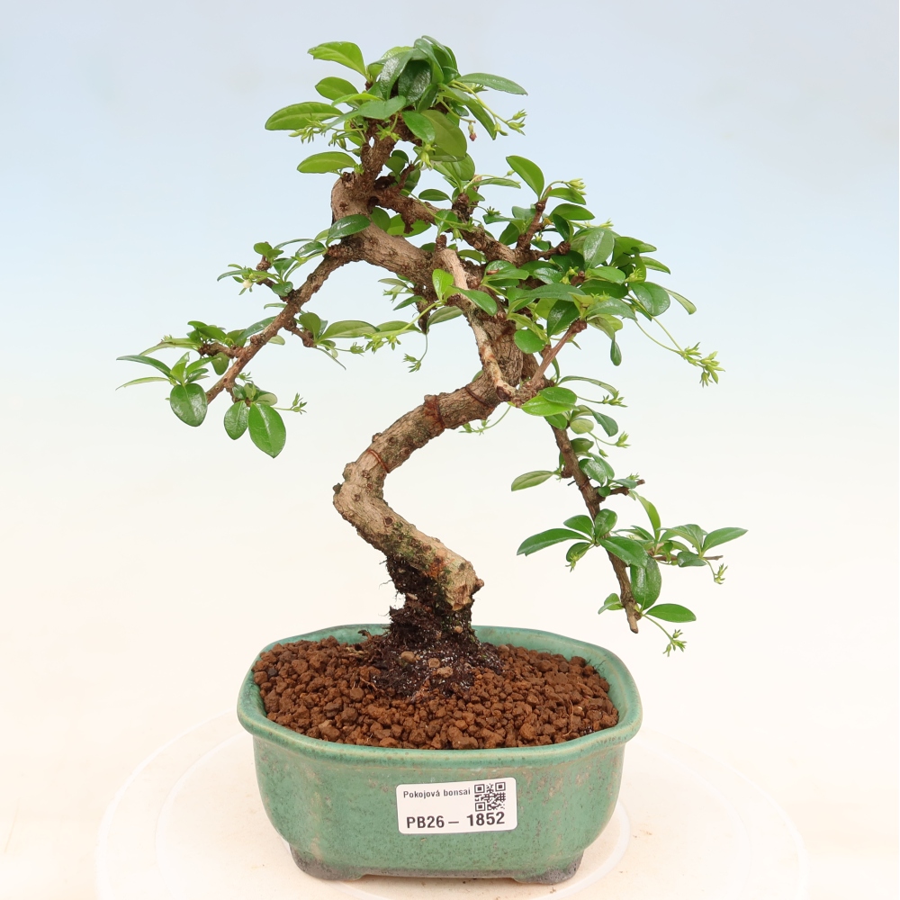 Bonsai pokojowe - Carmona macrophylla - Tea fuki