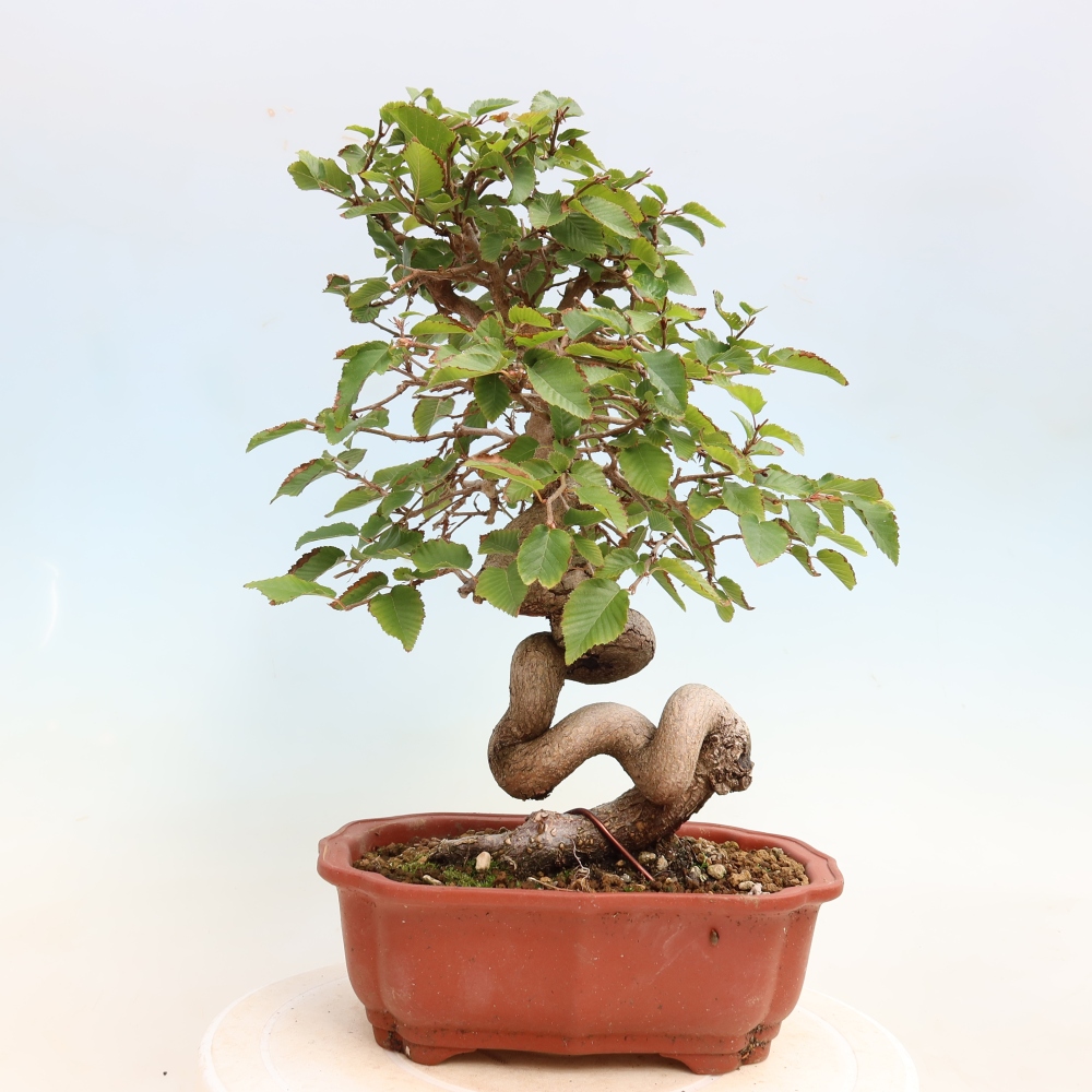 Outdoor bonsai - Carpinus CARPINOIDES - grab koreański