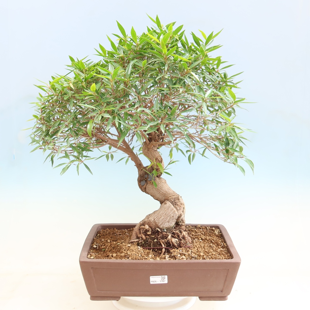 Pokój bonsai - Ficus nerifolia - figowiec drobnolistny