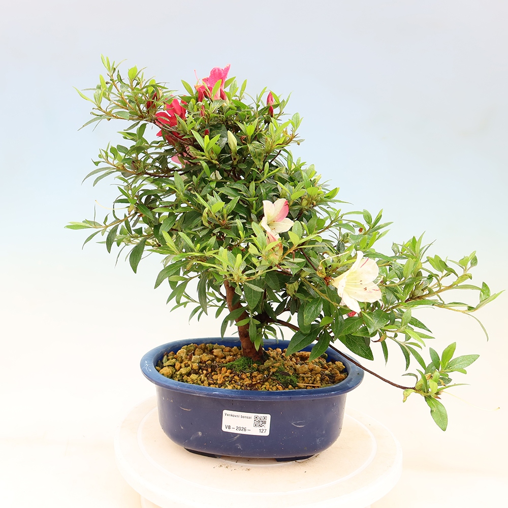 Bonsai zewnętrzne - Azalia japońska - Azalia Suigootome