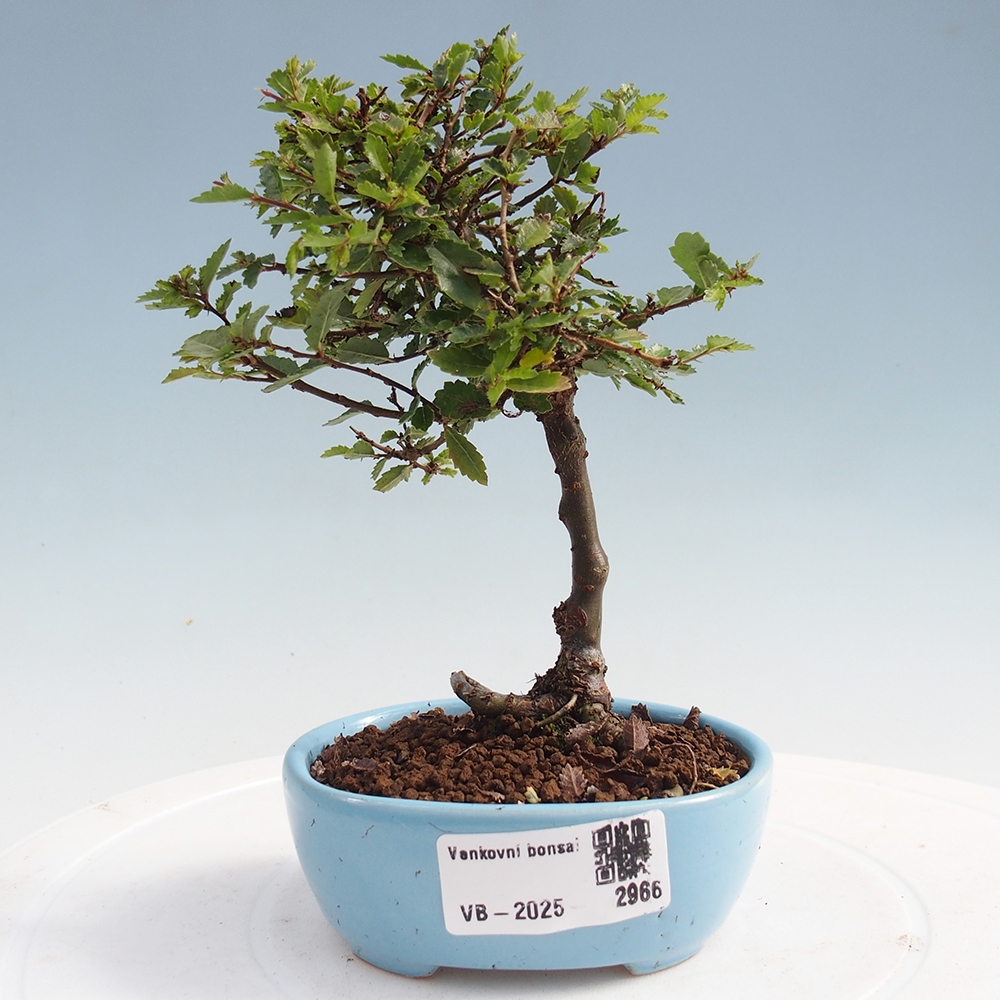 Bonsai zewnętrzne - Ulmus parvifolia Sagei - Wiąz drobnolistny