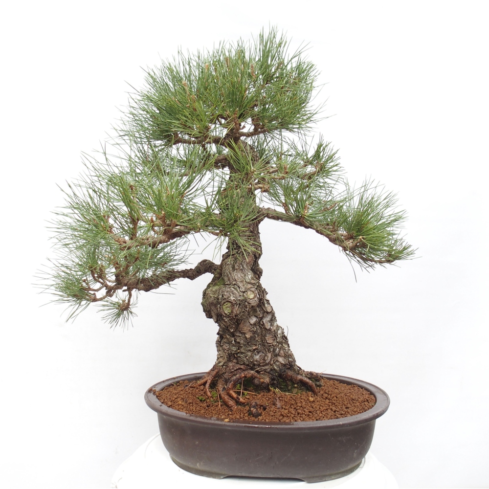 Bonsai ogrodowe - Pinus thunbergii - Sosna Thunberg