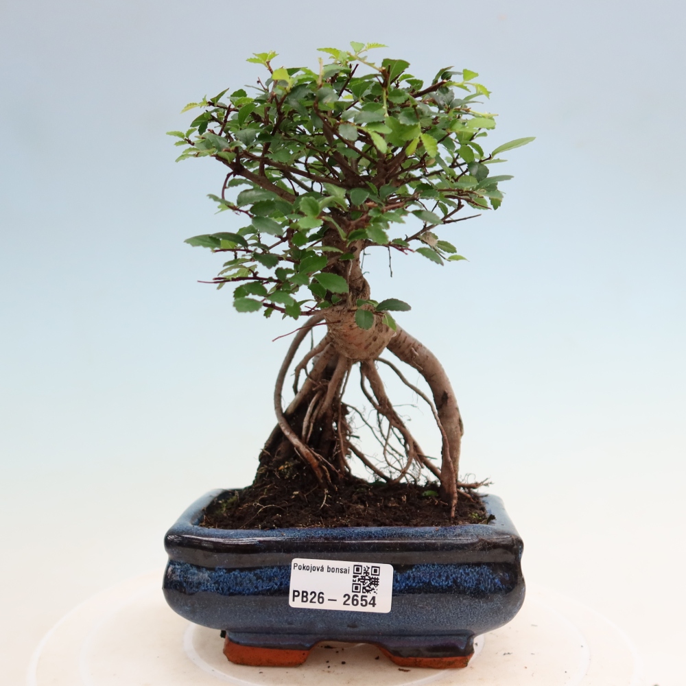 Pokój bonsai - Ulmus parvifolia - Wiąz drobnolistny