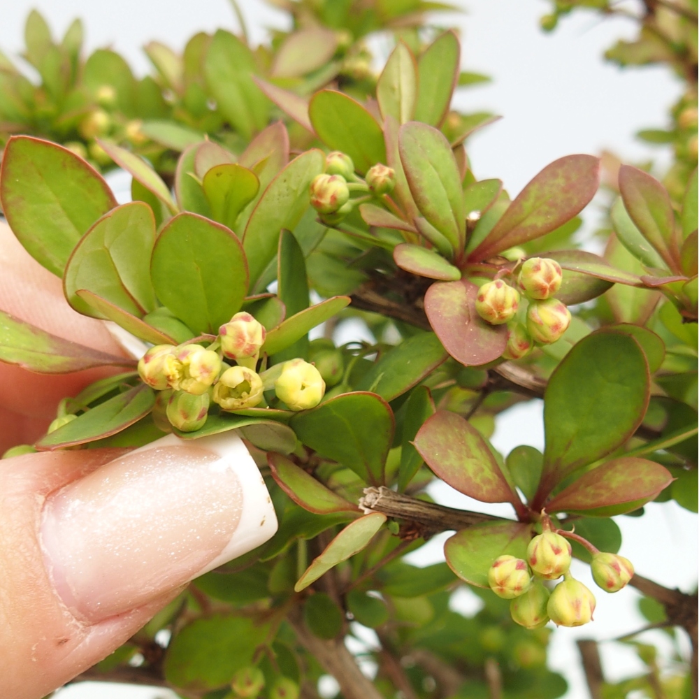Bonsai zewnętrzne - Berberis coreana