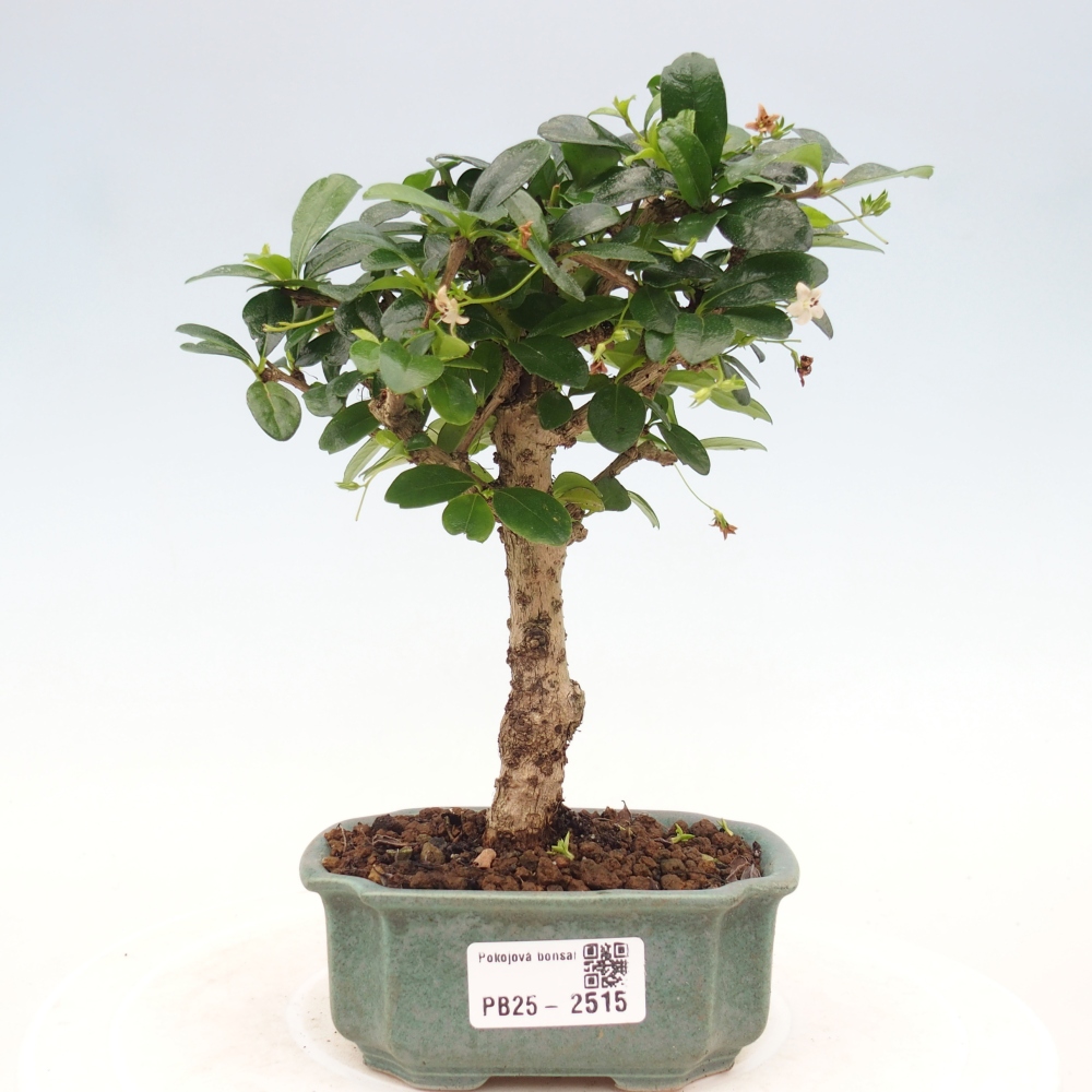 Bonsai wewnętrzne - Carmona makrophylla - Herbata Fuki