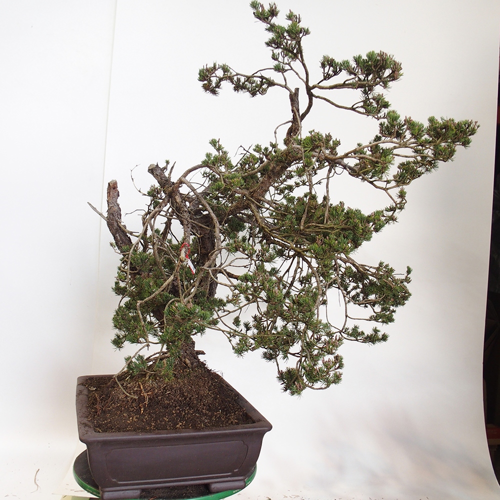 Yamadori - Pinus sylvestris Hiszpania