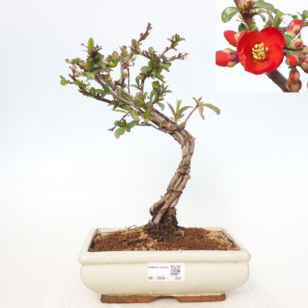 Outdoor bonsai - Chaneomeles sup. Nicoline - Pigwa