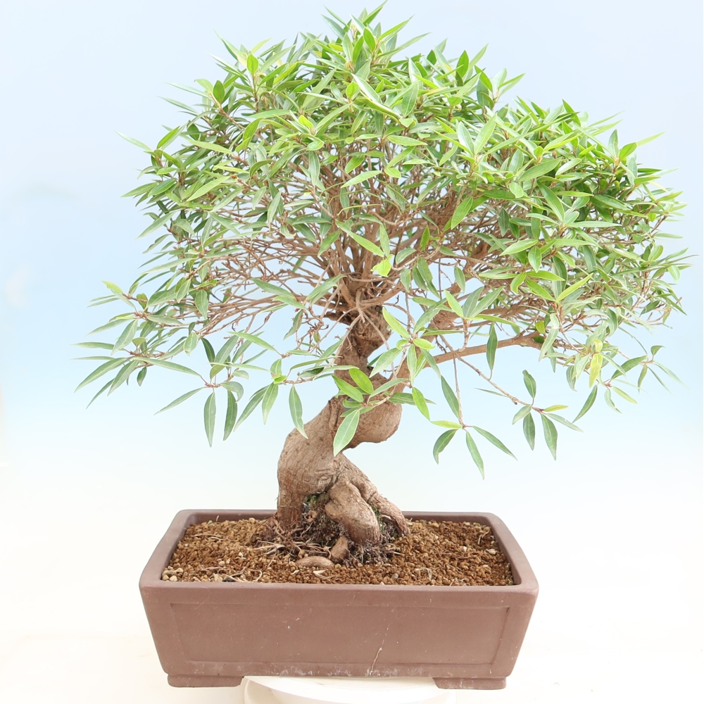 Pokój bonsai - Ficus nerifolia - figowiec drobnolistny