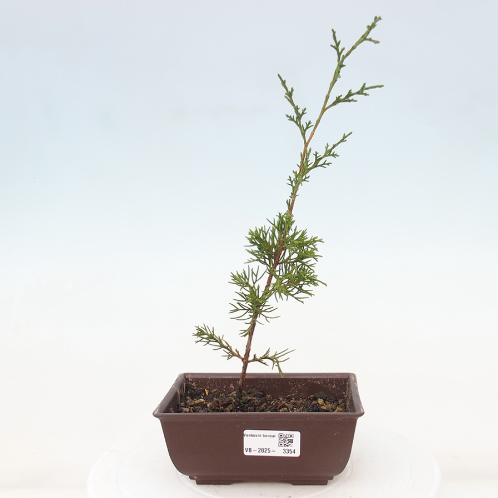 Outdoor bonsai - Juniperus chinensis Itoigawa - Jałowiec chiński