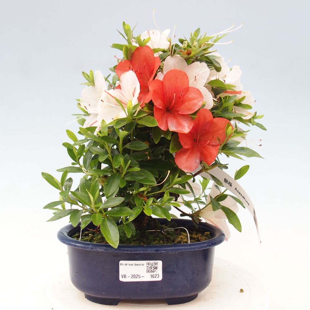 Bonsai ogrodowe - azalia japońska - Azalea Asazakura