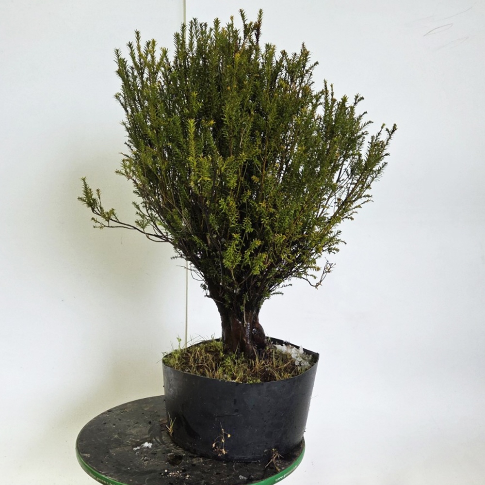 Outdoor bonsai cis japoński - Taxus cuspidata