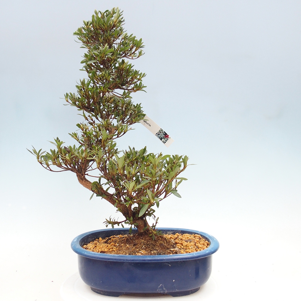 Bonsai zewnętrzne - Azalia japońska - Azalia Hakurin