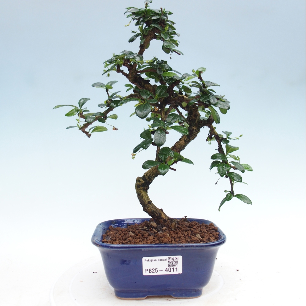 Bonsai pokojowe - Carmona macrophylla - Tea fuki