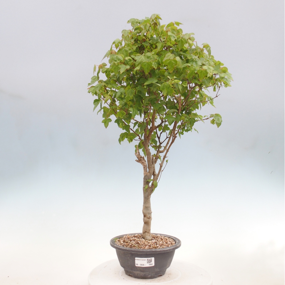 Outdoor bonsai - Acer Buergerianum - Klon Burger
