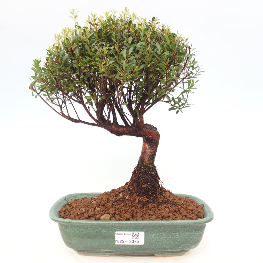 Pokój bonsai - Syzygium - Pimento