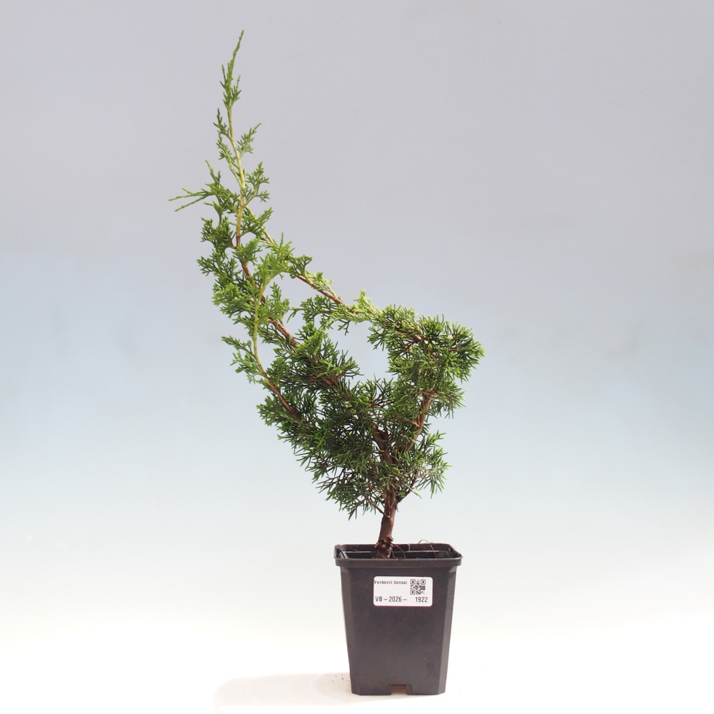 Outdoor bonsai - Juniperus chinensis Itoigawa