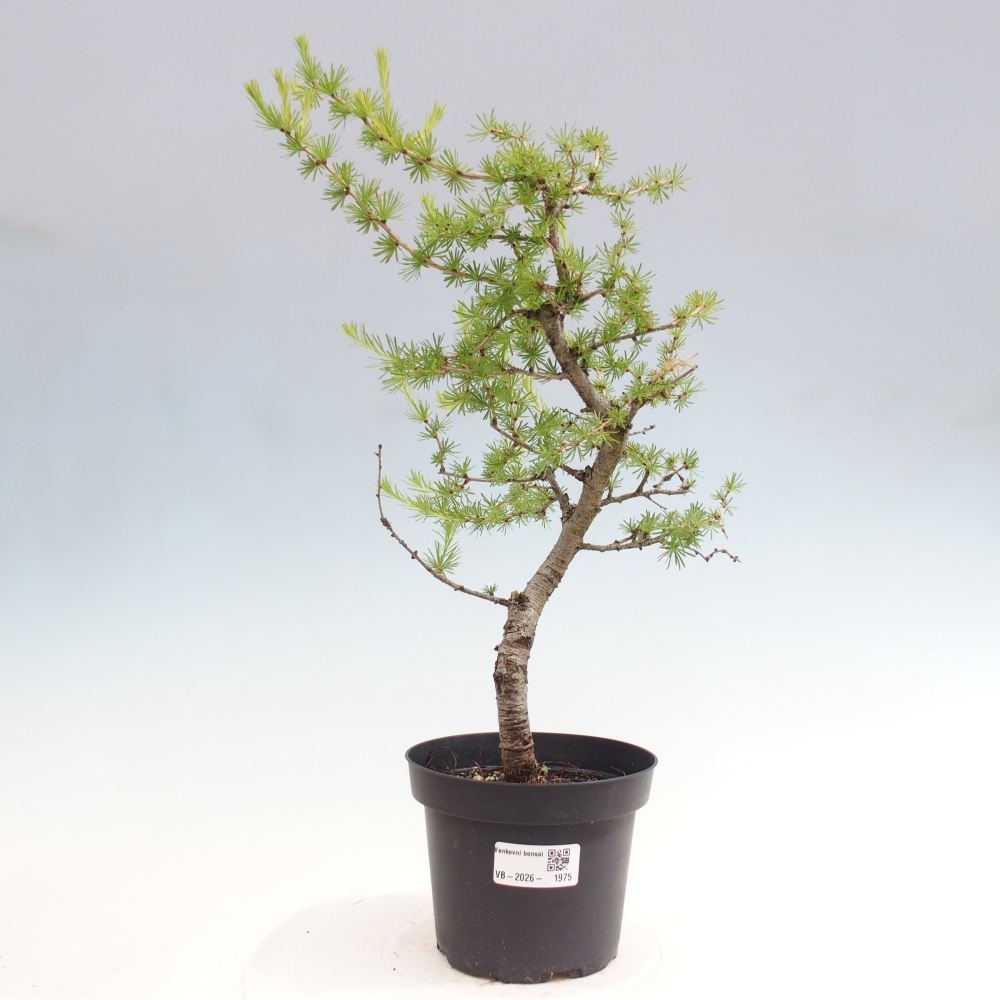 Bonsai zewnętrzne - Larix decidua - Modrzew