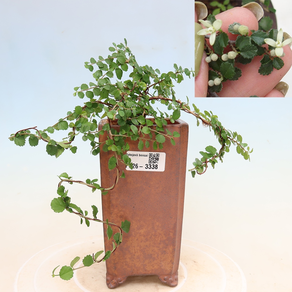 Pokój bonsai - Grewia sp. - Grewia malafolia