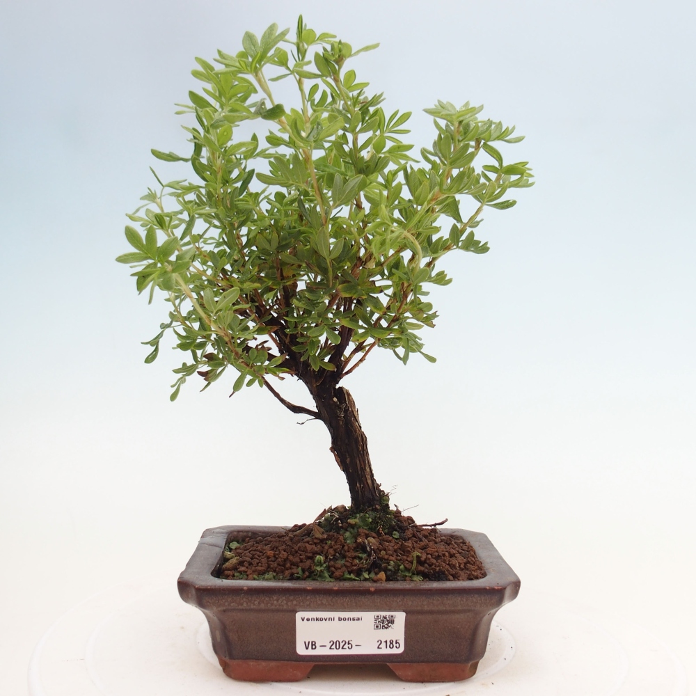 Outdoor bonsai-Pięciolistnik - Potentila fruticosa żółty Ptak