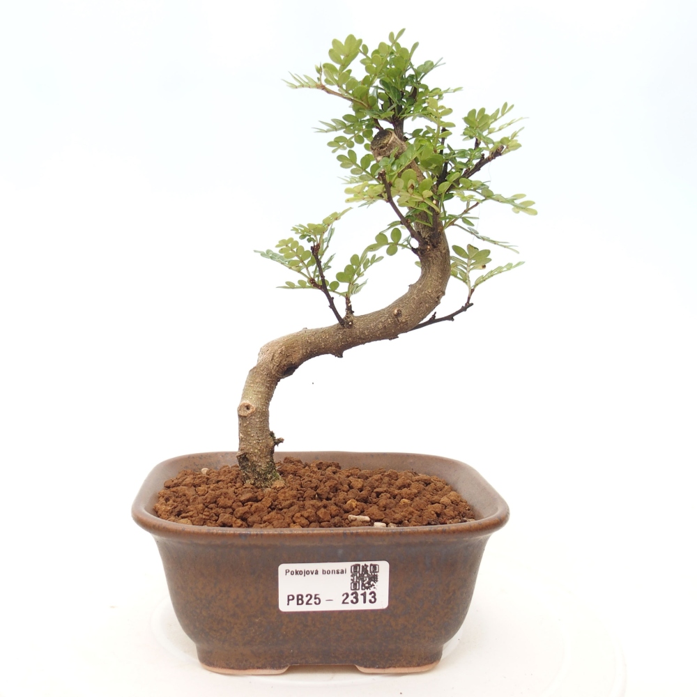 Bonsai do wnętrz - Zantoxylum piperitum - Mięta pieprzowa