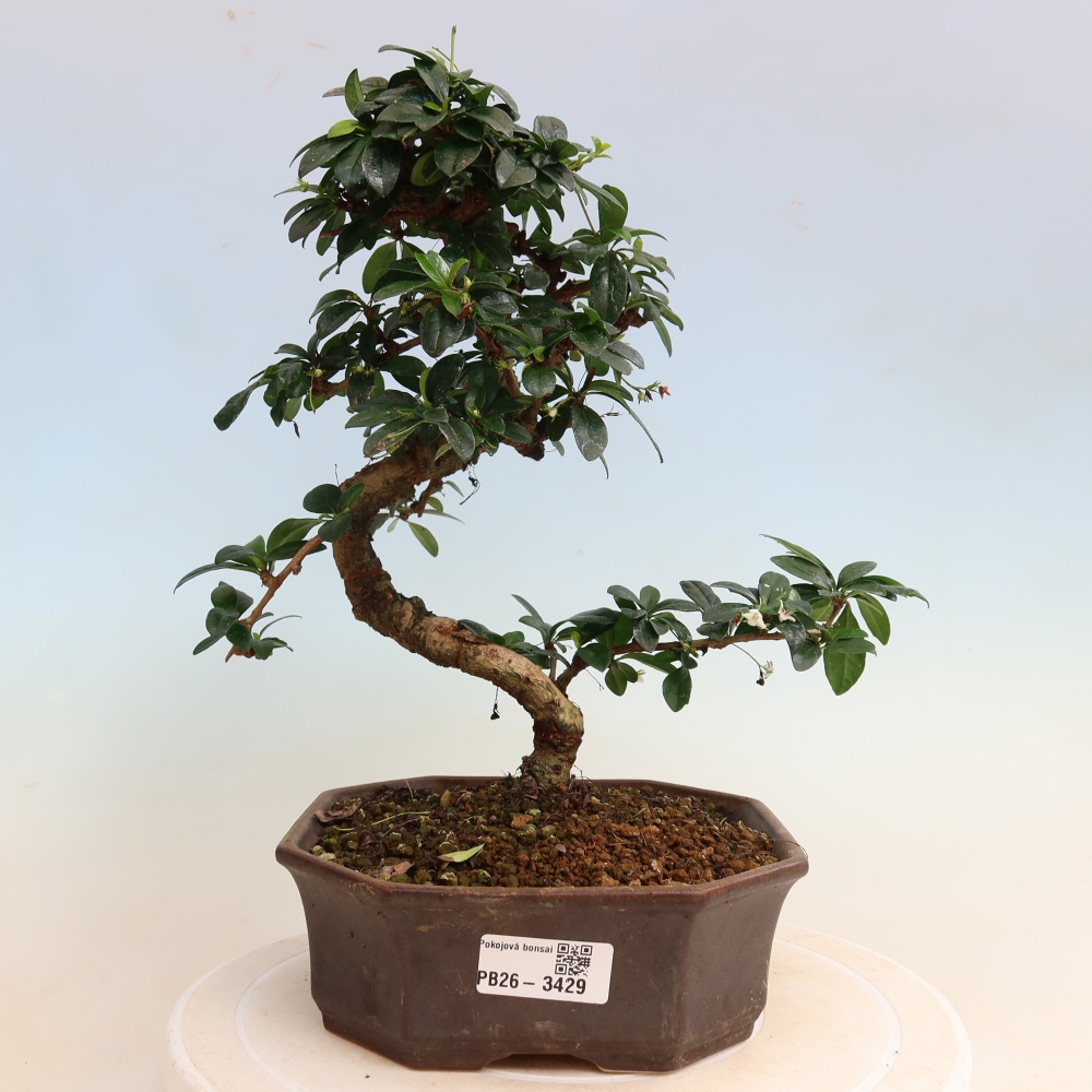 Bonsai pokojowe - Carmona macrophylla - Tea fuki