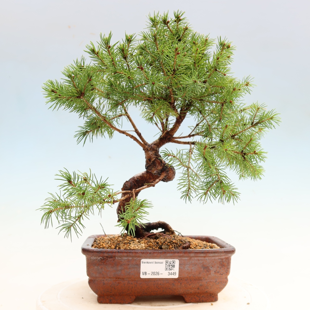 Bonsai ogrodowe – Świerk szary – Picea glauca globe
