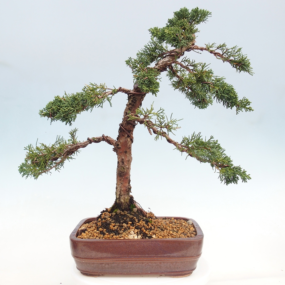 Outdoor bonsai - Juniperus chinensis Kishu