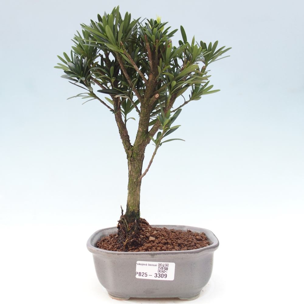 Pokój bonsai - Podocarpus - Kamienny cis