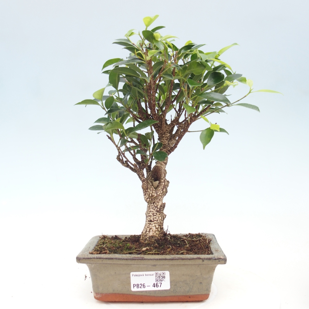 Pokój bonsai - Ficus retusa - figowiec drobnolistny