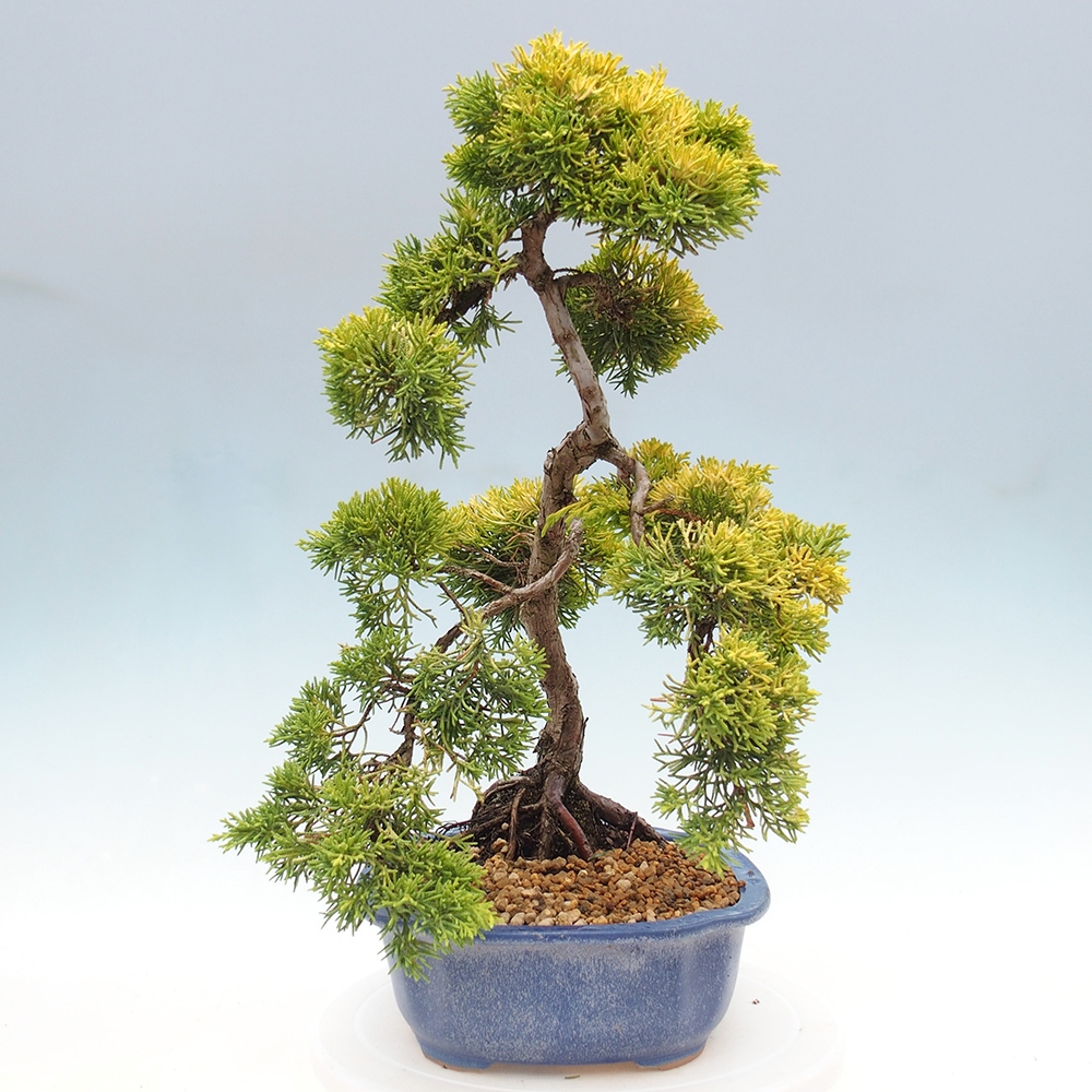 Bonsai plenerowe - Juniperus chinensis plumosa aurea - chiński jałowiec złoty
