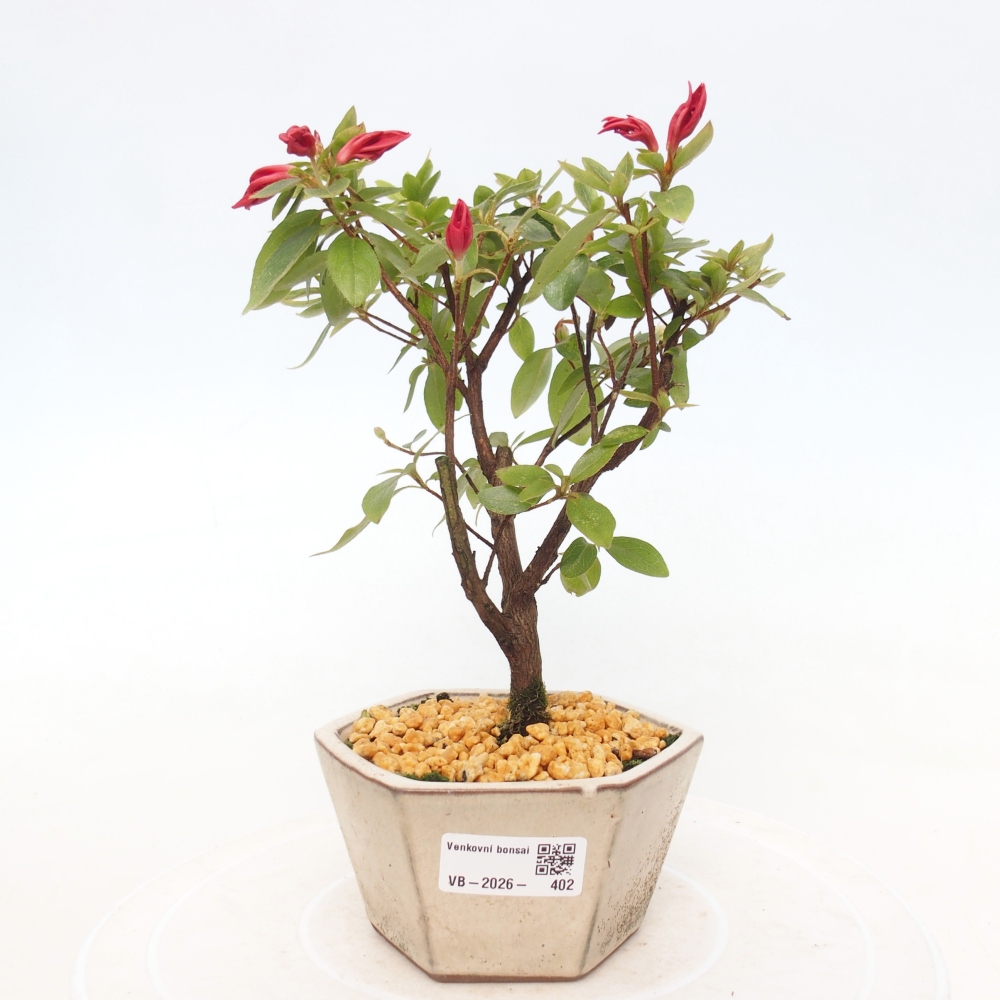Outdoor bonsai - Azalia japońska - Azalea sp.