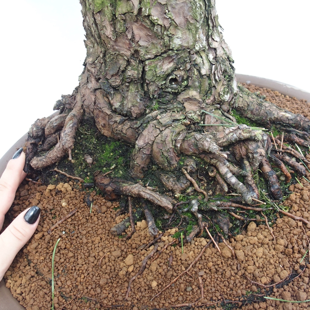 Bonsai ogrodowe - Pinus thunbergii - Sosna Thunberg