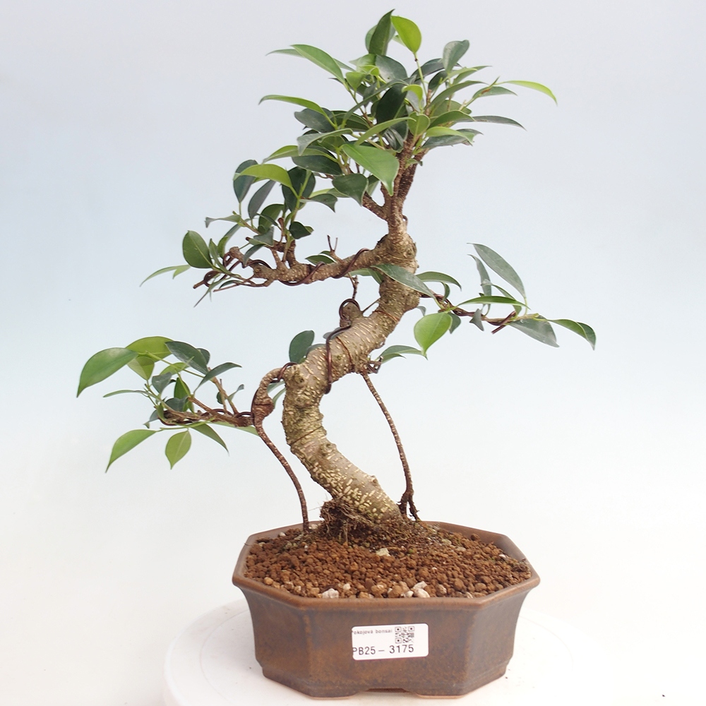 Kryty bonsai - Ficus retusa - figowiec drobnolistny
