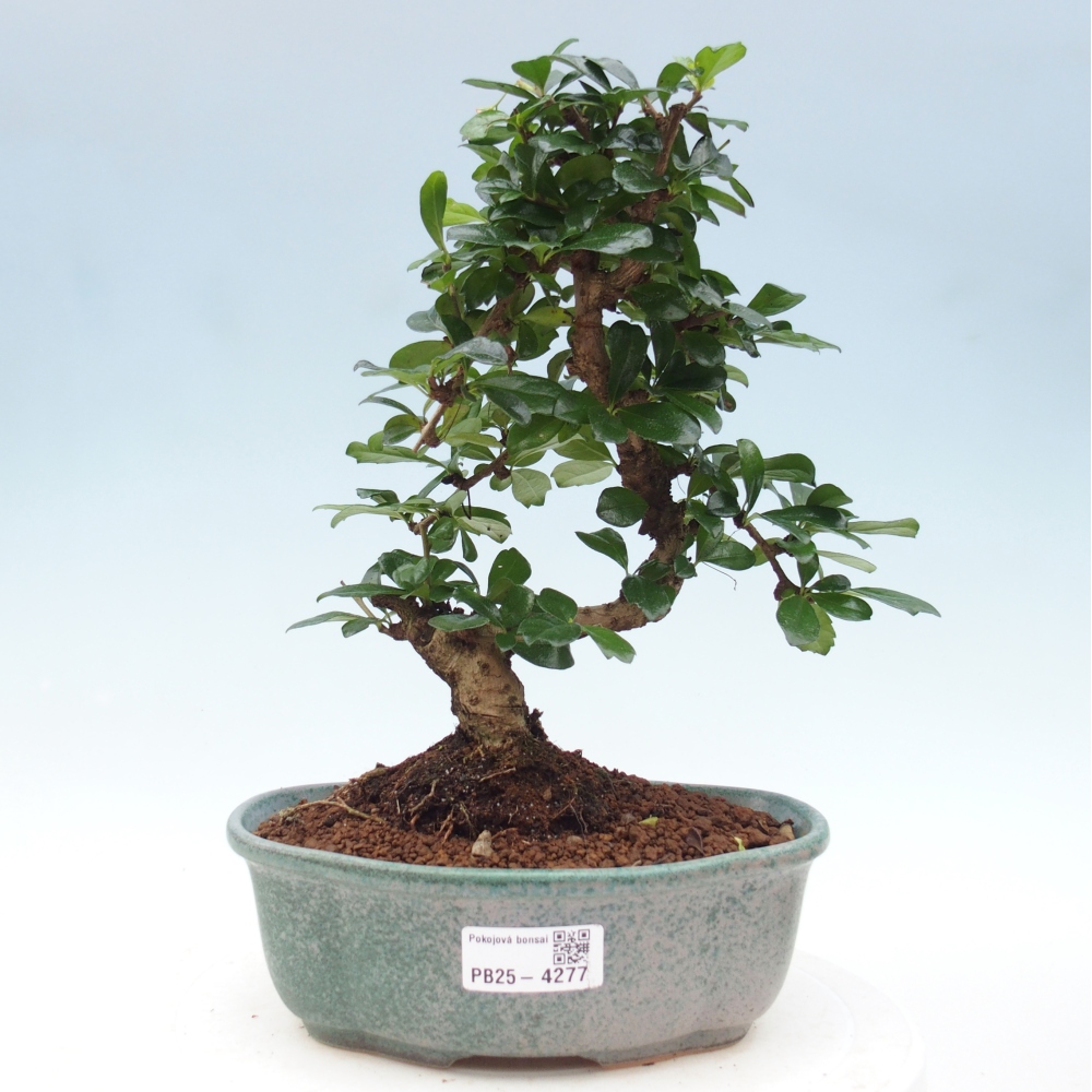 Bonsai pokojowe - Carmona macrophylla - Tea fuki