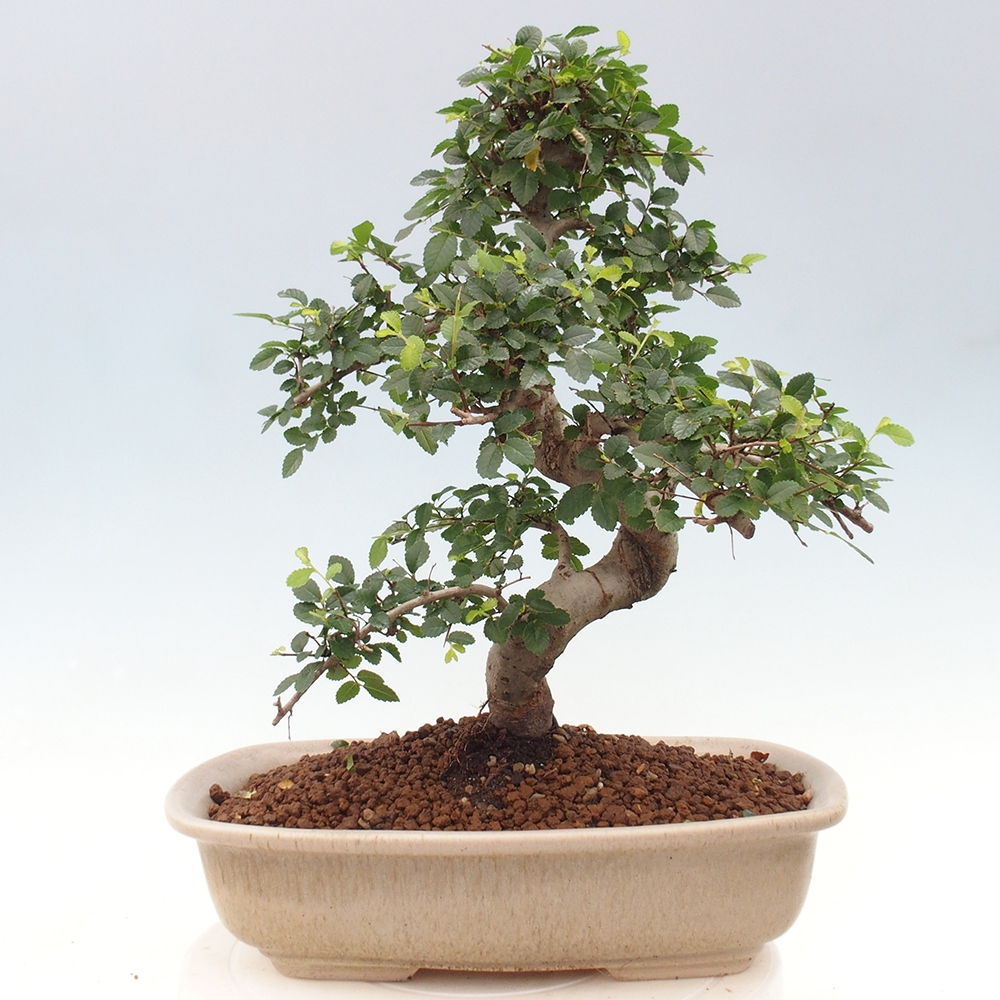 Bonsai wewnętrzne - Ulmus parvifolia - Wiąz drobnolistny