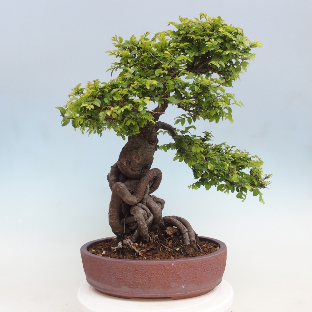 Outdoor bonsai - Ulmus parvifolia Hokkaido - wiąz chiński