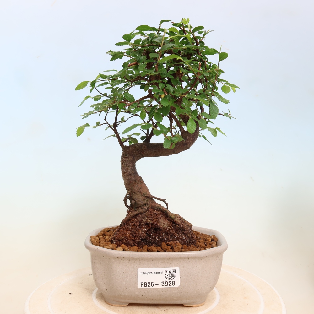 Pokój bonsai - Ulmus parvifolia - Wiąz drobnolistny