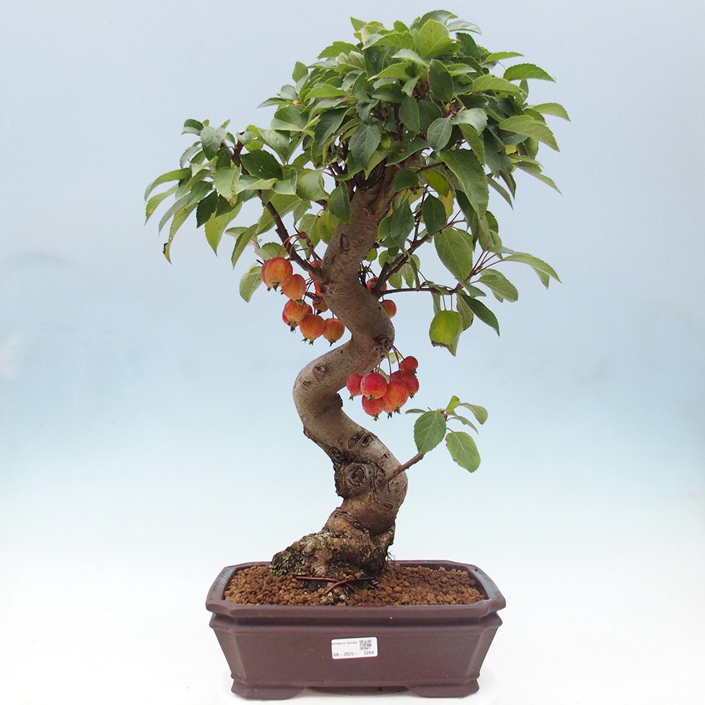 Bonsai plenerowe - Malus Halliana - Jabłoń drobnoowocowa