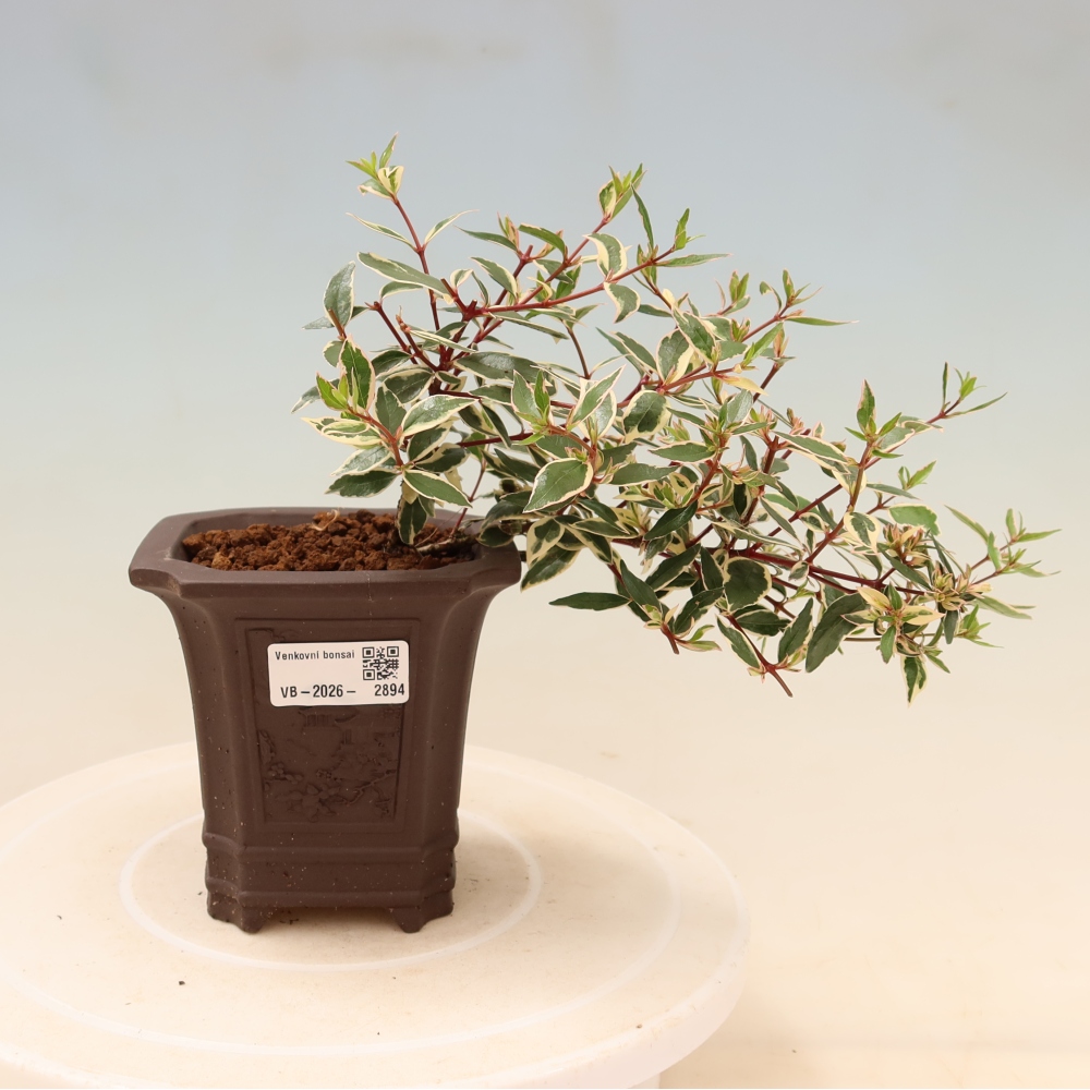 Bonsai ogrodowe – Abelia gr. Confetti – Abelia wielkokwiatowa