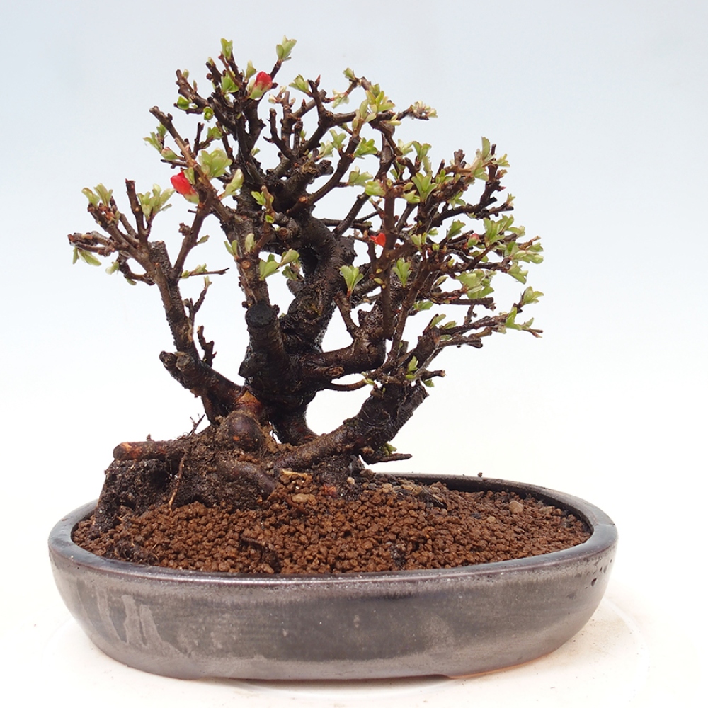 Bonsai zewnętrzne - Chaneomeles speciosa - Pigwa